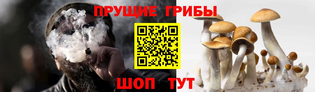 Галлюциногенные грибы прущие грибы Кропоткин
